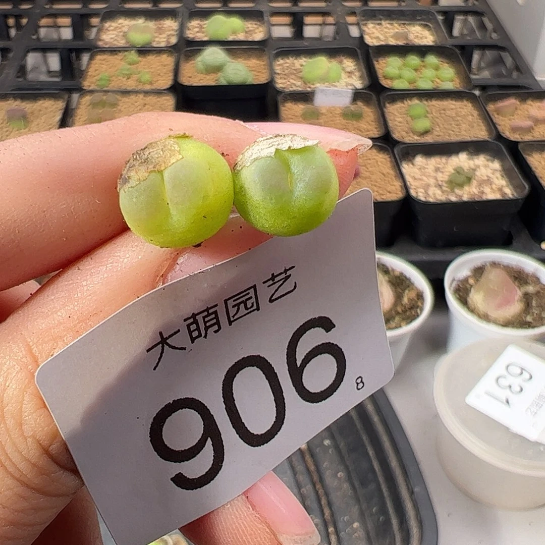 0000906 一物一拍。