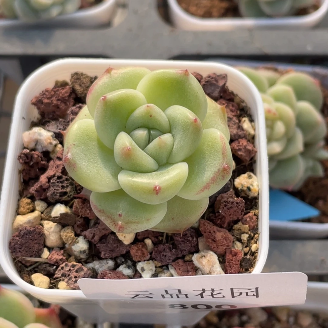 喵***喵800号糖心冰心珍妮