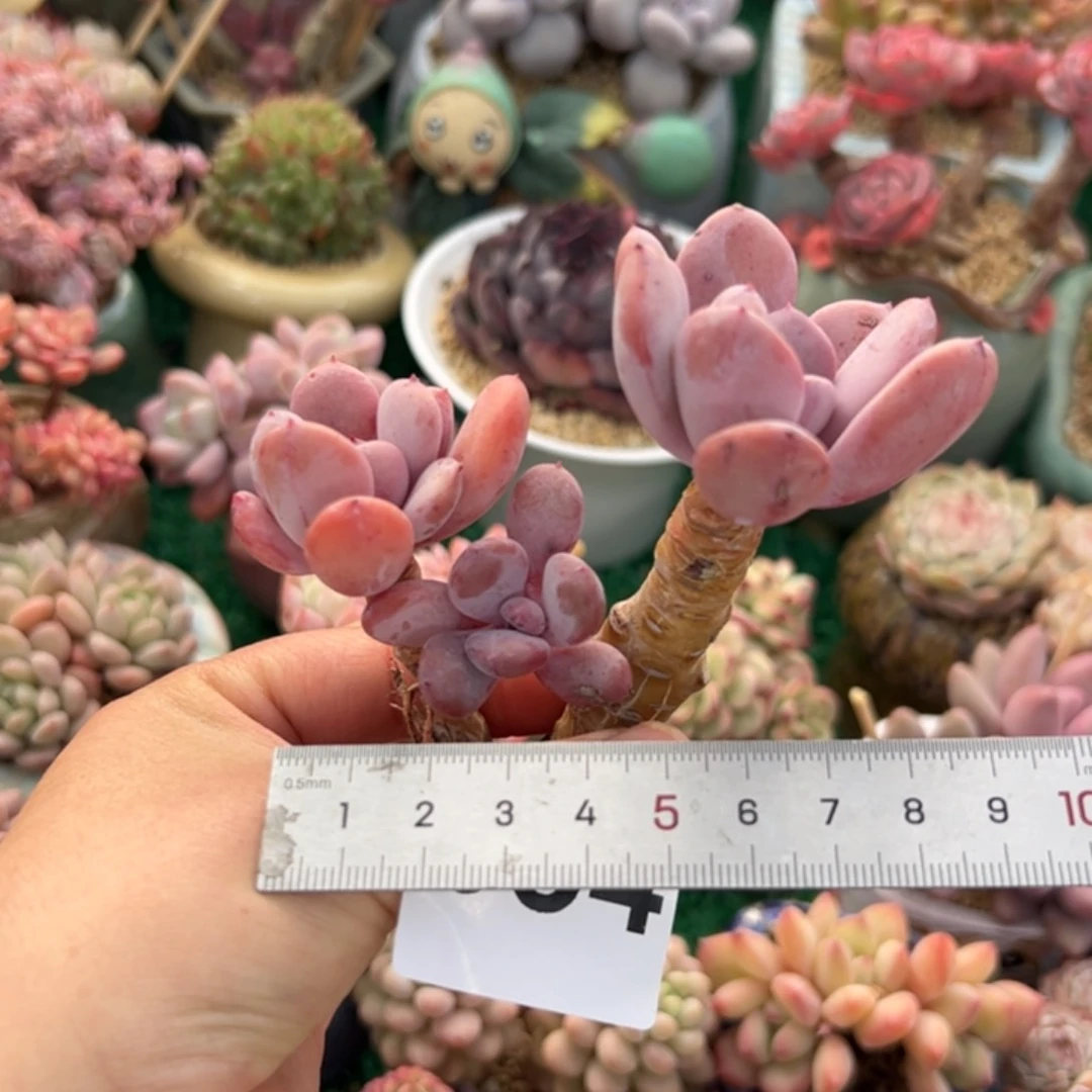 ✨****?034 多肉植物组合盆栽