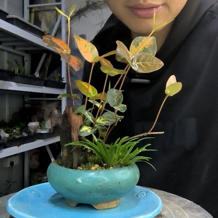 渴****家中青园艺一物一拍168