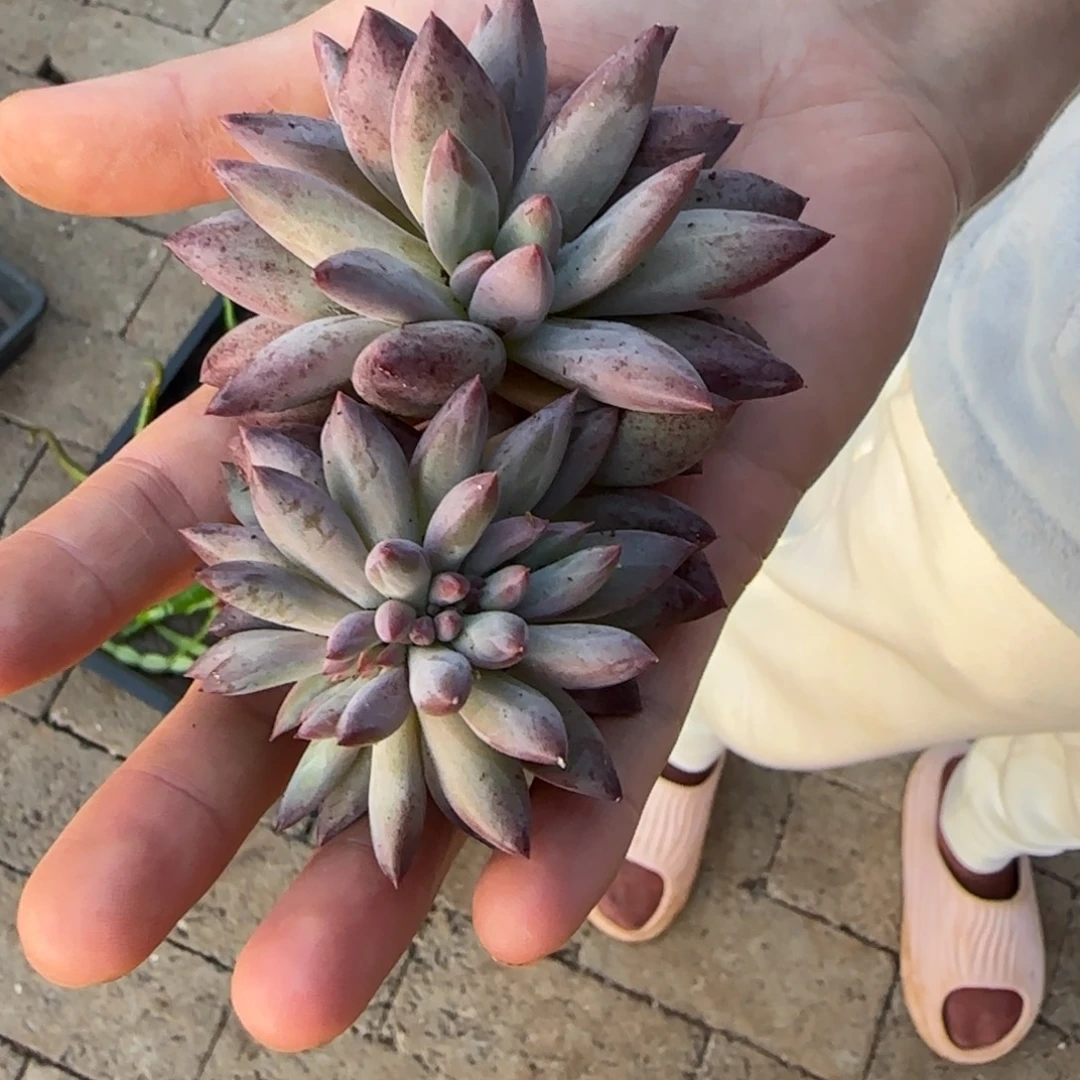 太***️虞美人缀多肉植物