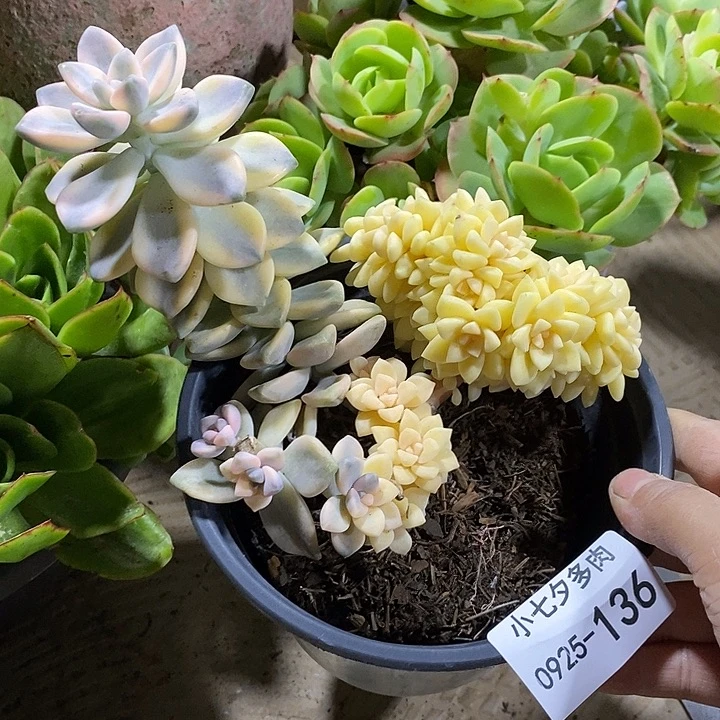 落****小七夕多肉美杏锦136