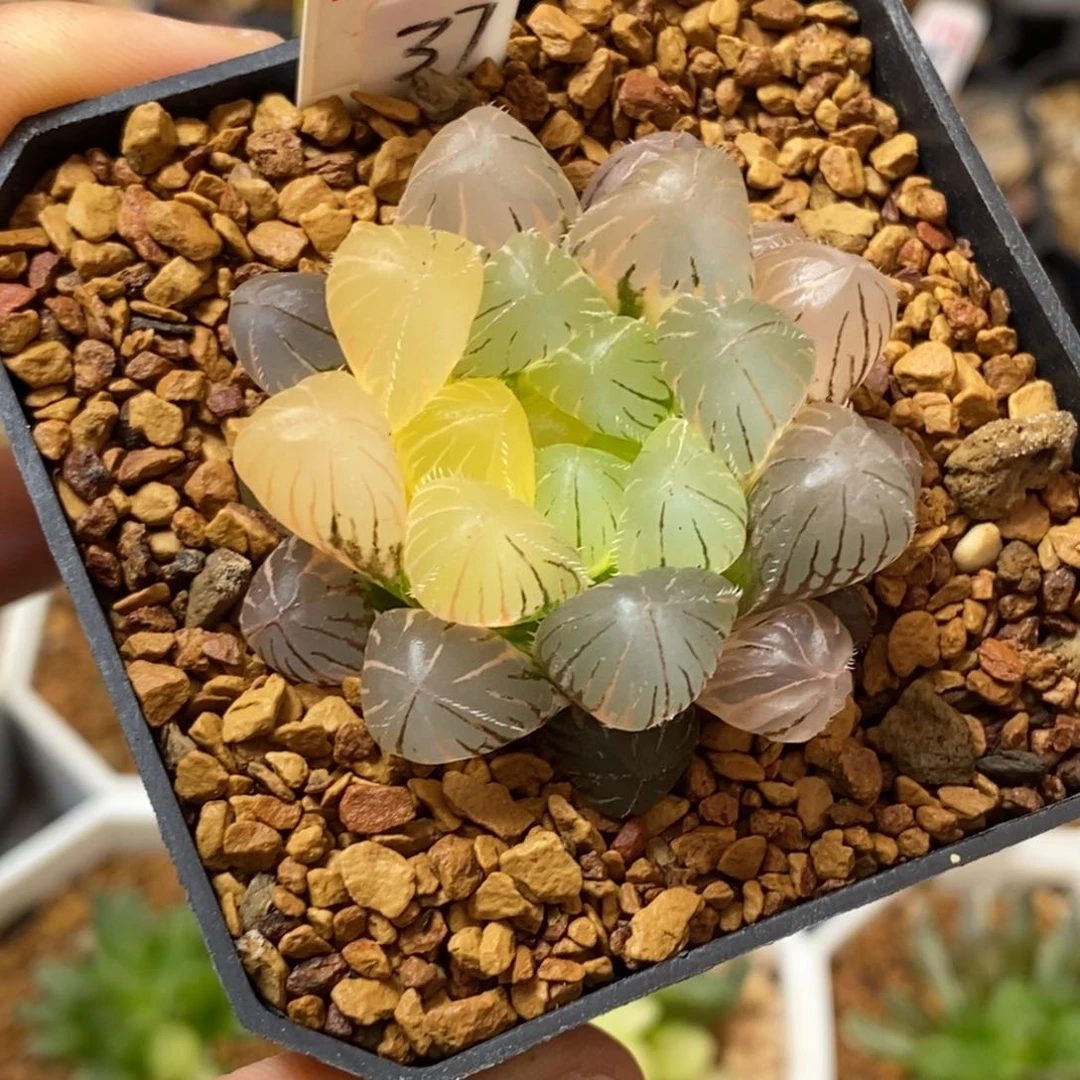 202玉露多肉植物保护