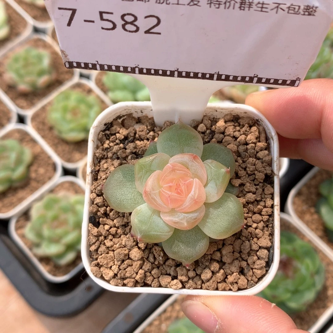 优选甜心精品多肉