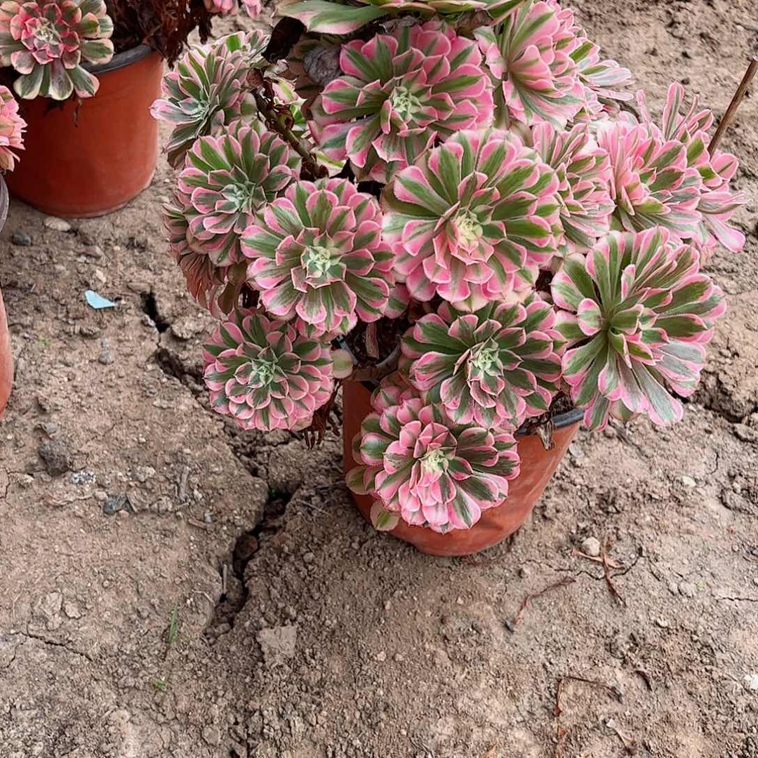 无花朵广****)多肉植物559