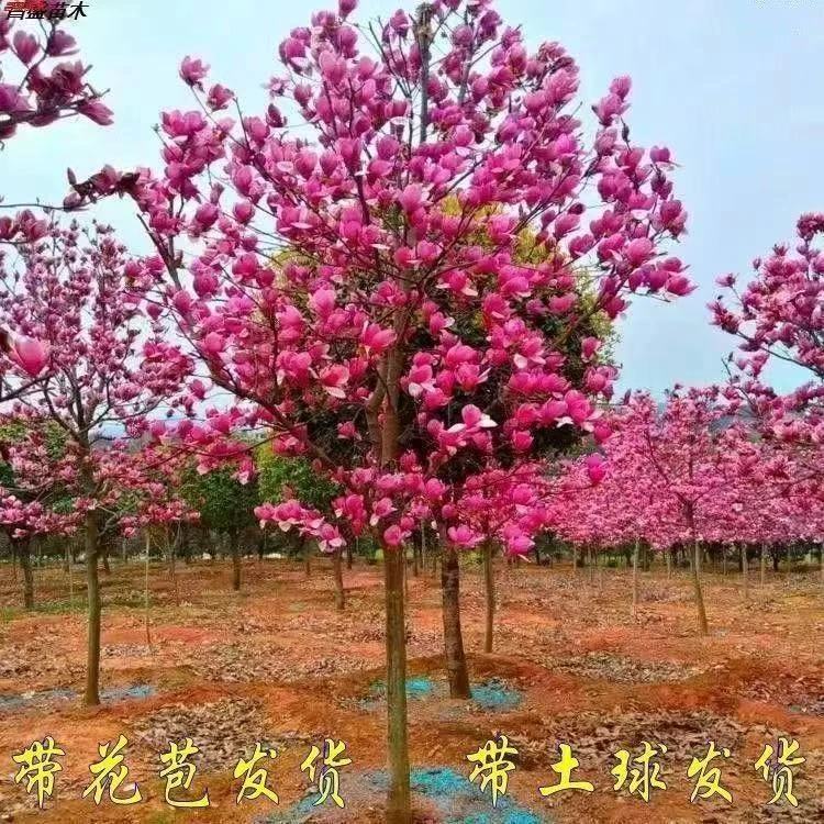 玉兰花树苗盆栽地栽南北方室内外庭院阳台盆景绿植花卉当年开花