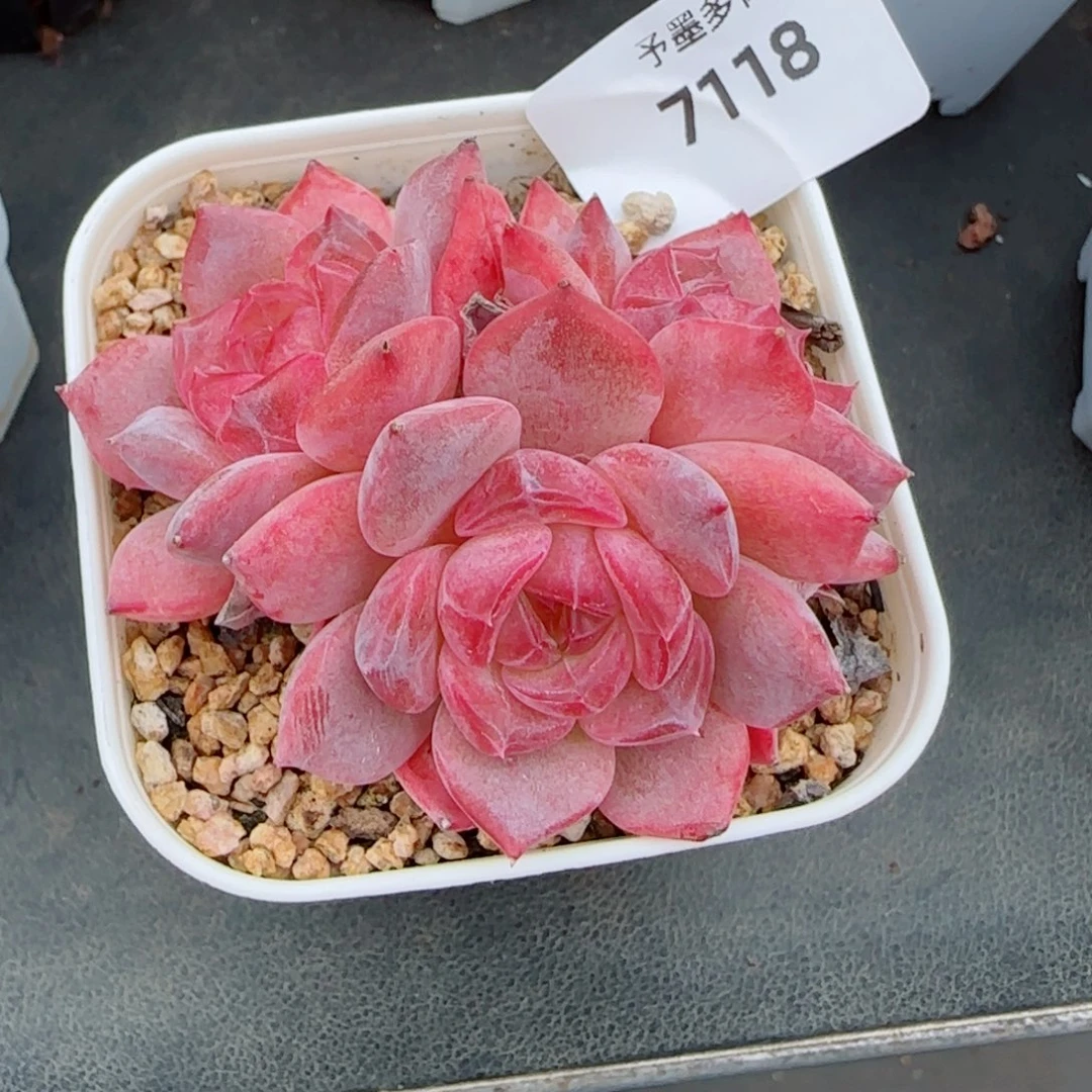 琥珀群，7118多肉植物