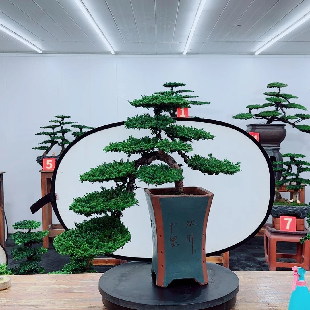 无花朵珍珠柏88888888888