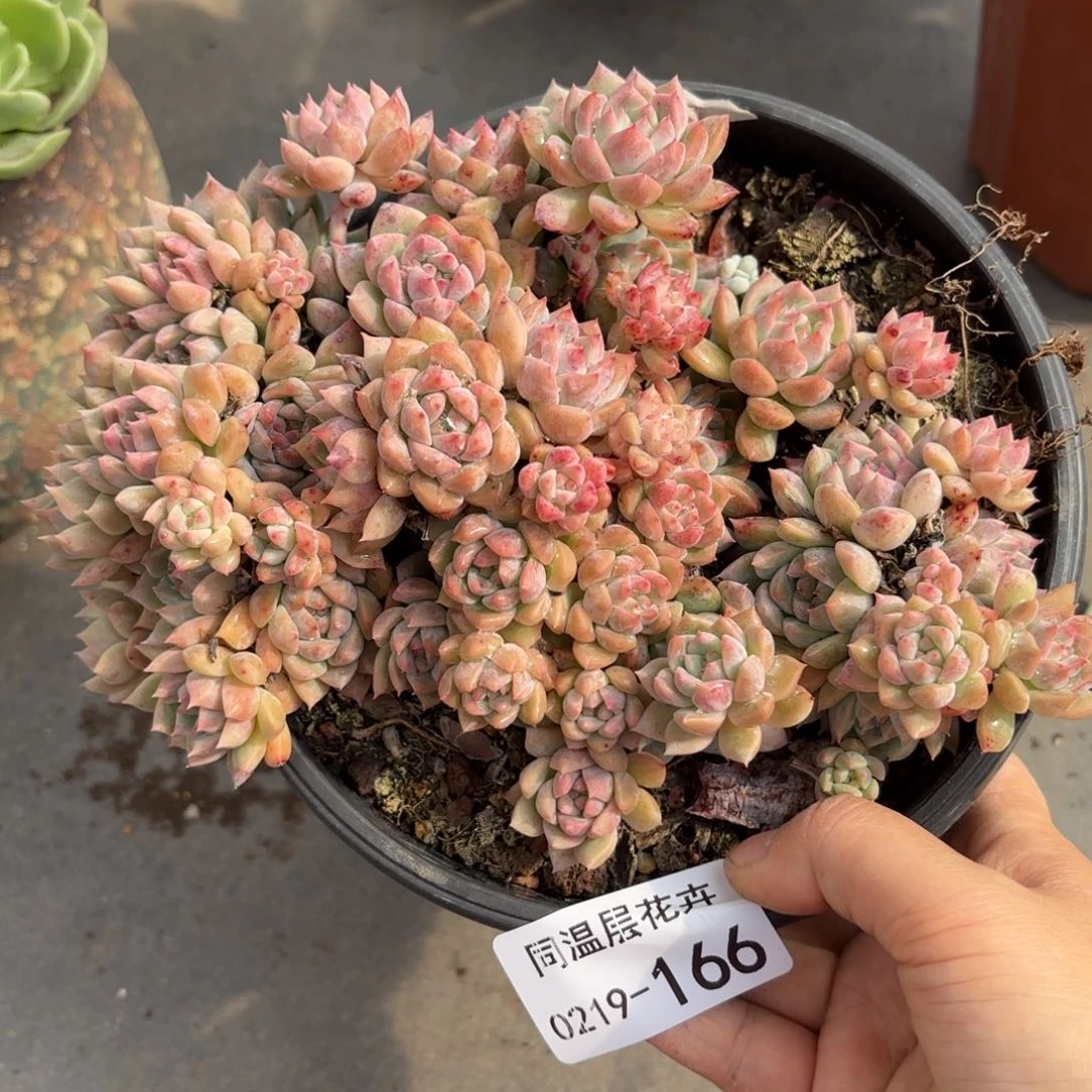 同温层多肉霜花166