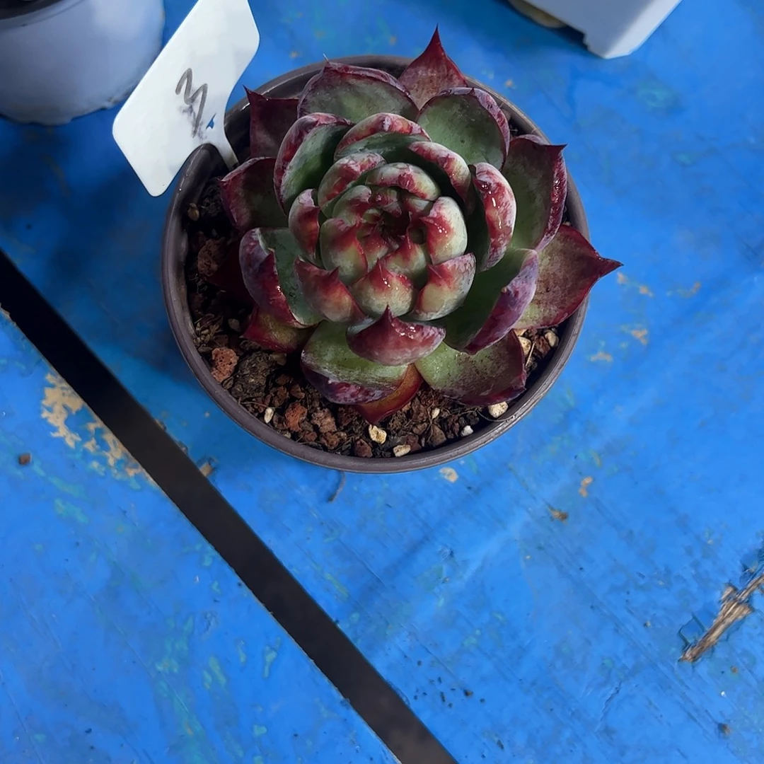 阿***巴惊鸿仙子多肉植物
