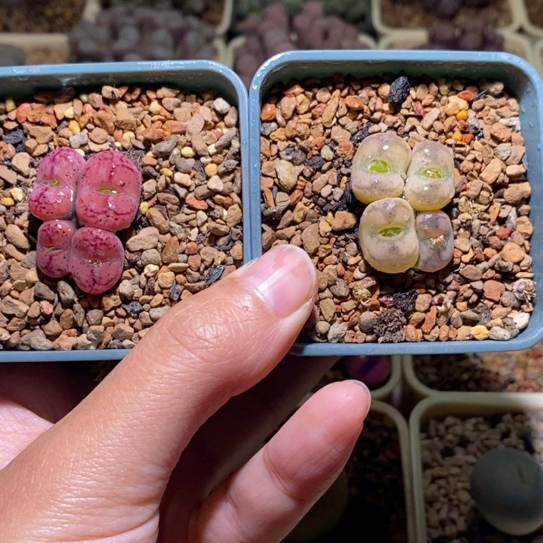 任选1颗果冻体毛杂