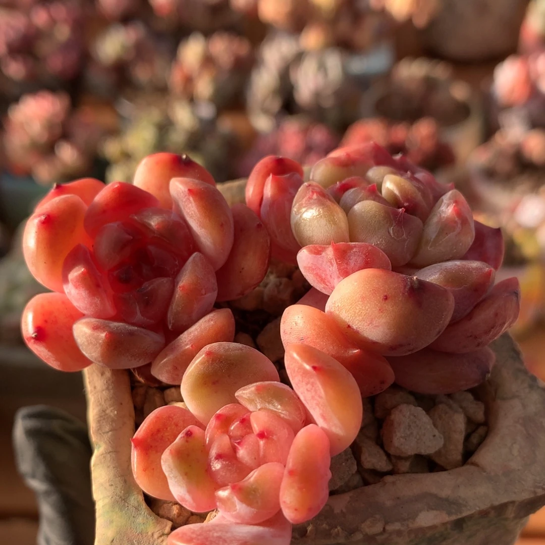 红恋开播福利一物一拍 002