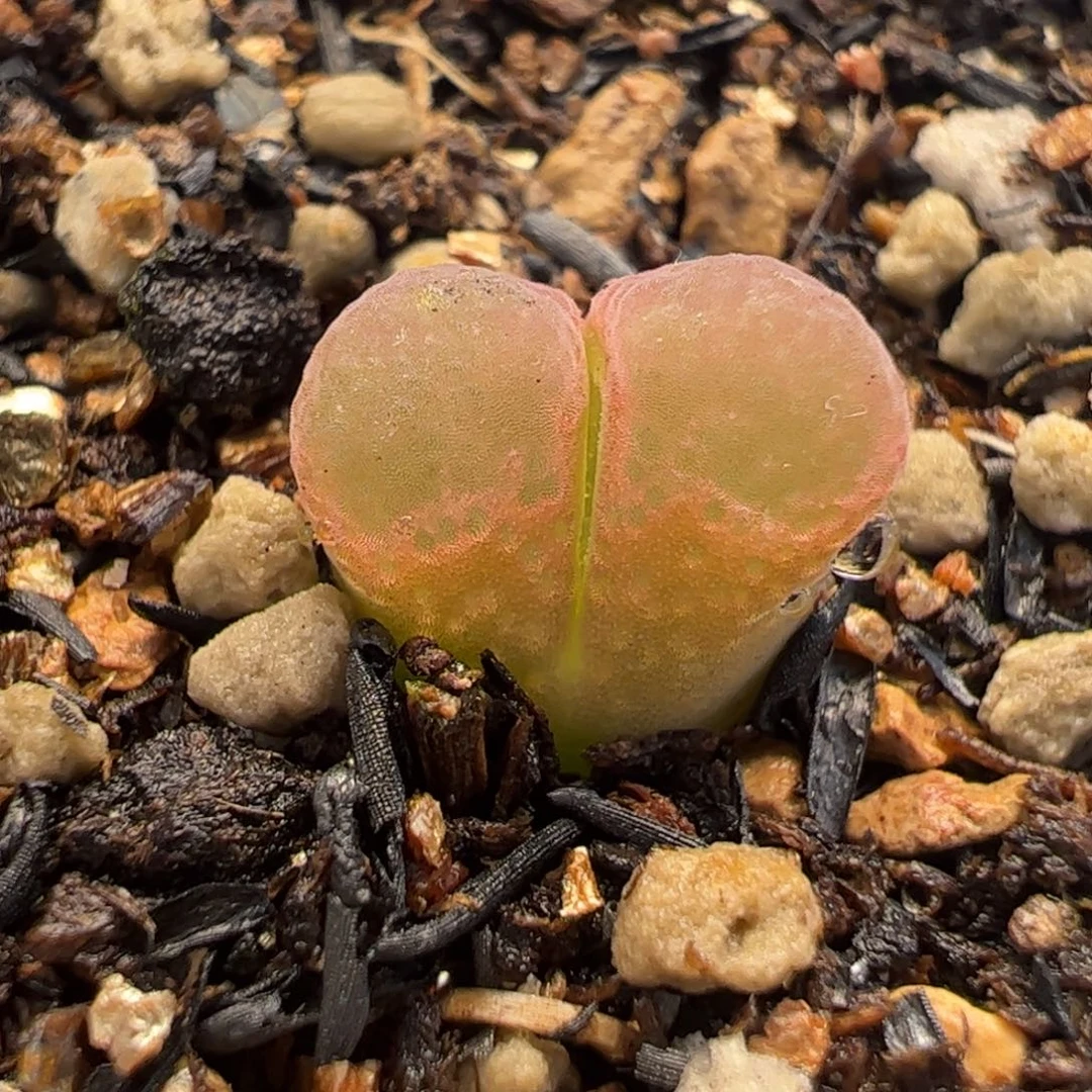 051多肉植物组合