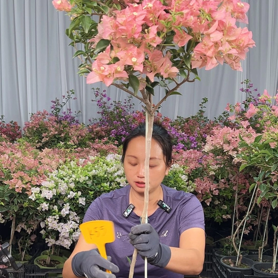 张***铃当前无花栽培后可以开花K55卡亚塔