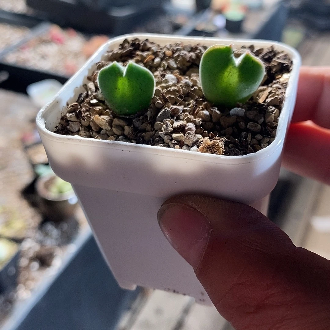 28367。  一颗大空蝉