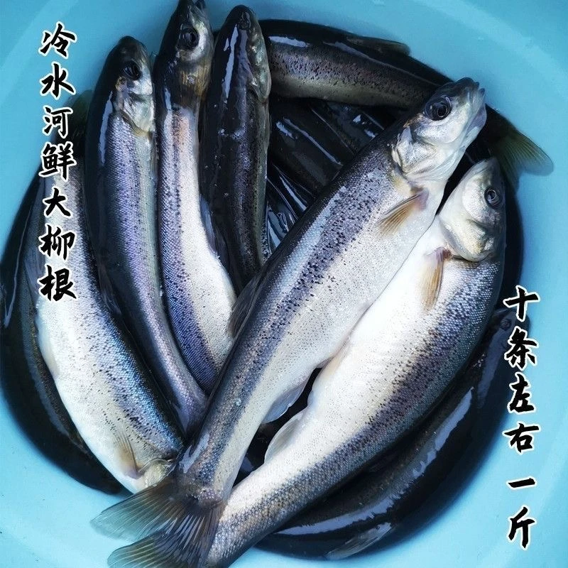 东北冷水柳根鱼肉质鲜嫩多种规格可选鲜活速冻发货