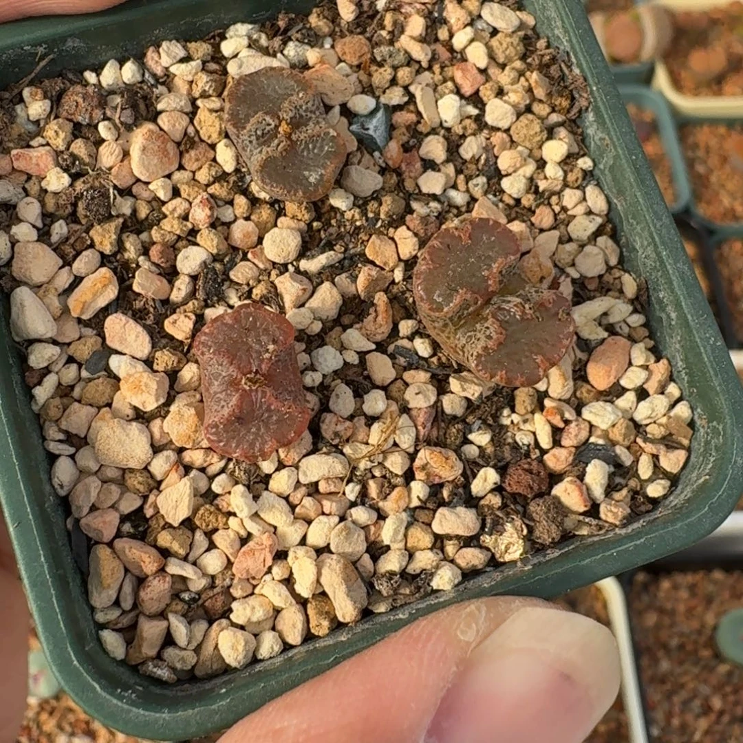 比***丢云缦精品番杏17.12