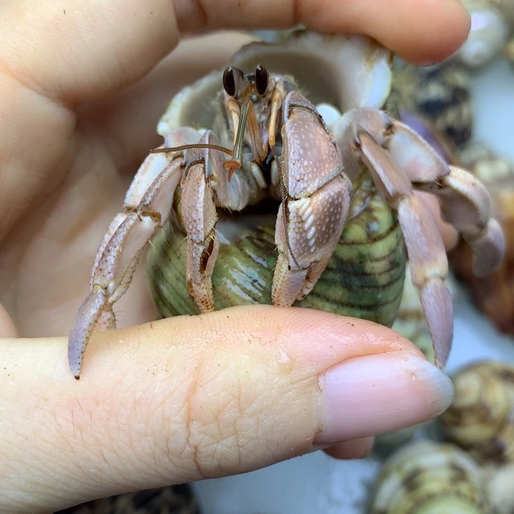 a17，2.4口肉粉异色