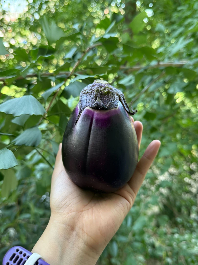 湖南本地茄子露天种植现场采摘现采蔬菜绿色生态种植紫茄子