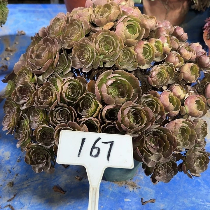 多肉植物紫罗兰法师167