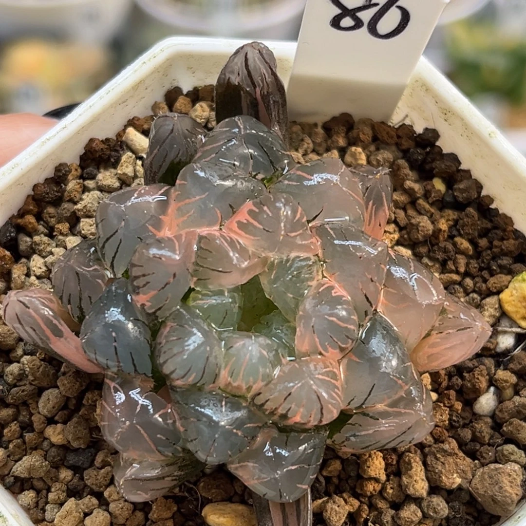 86冰灯玉露锦福利专场