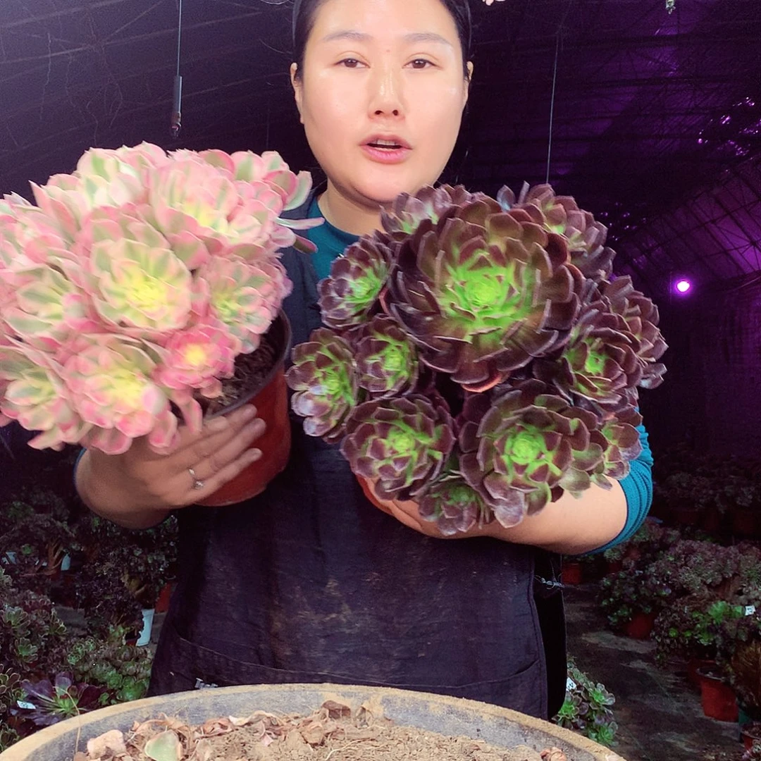 柒柒精品粉紫组合