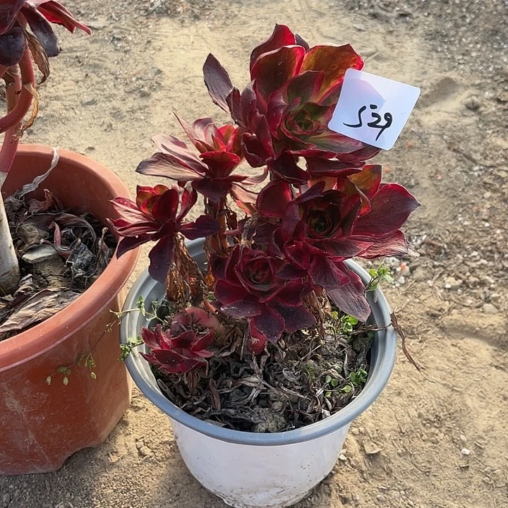 法师植物红魔女法师529