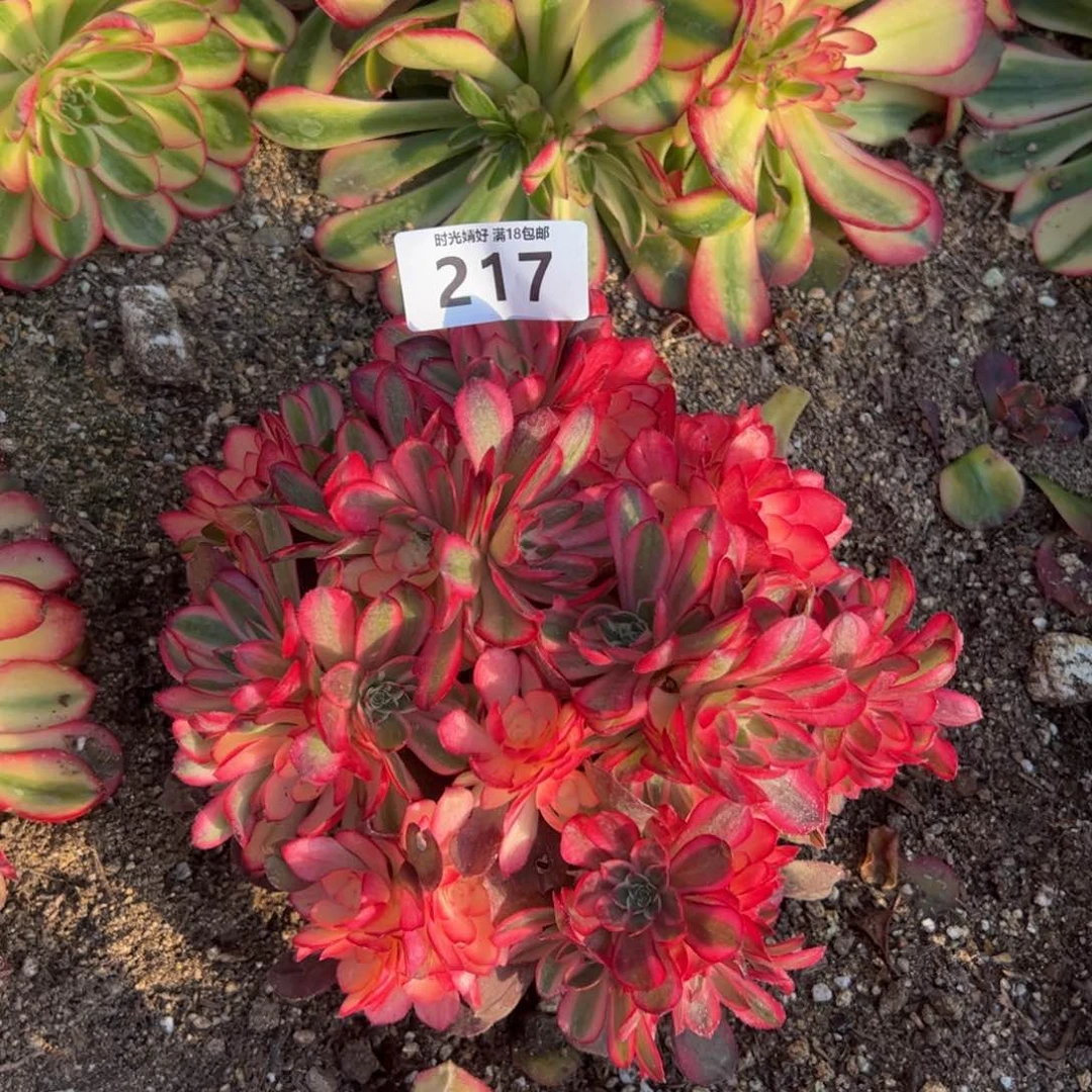 217荔枝多肉植物