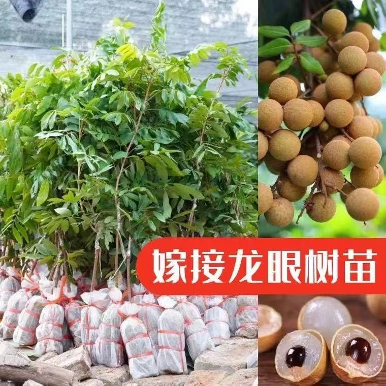 【正品保证】广西石峡龙眼树苗嫁接苗储粮龙眼四季龙眼桂圆果树苗