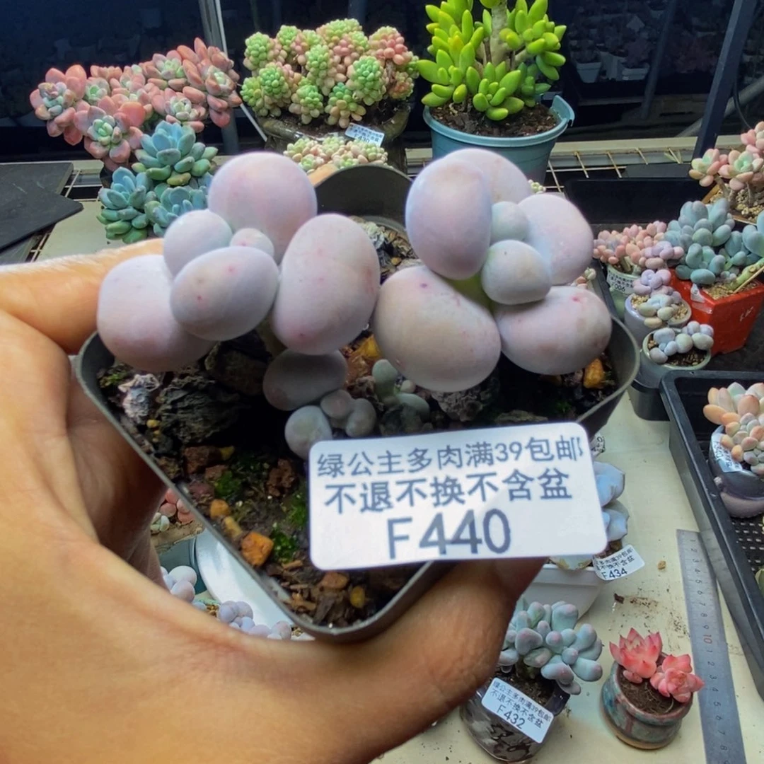 440芭比奶多肉6c m