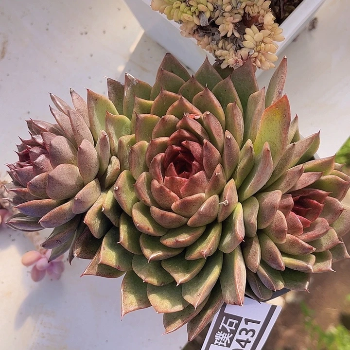 水晶杂0431多肉植物