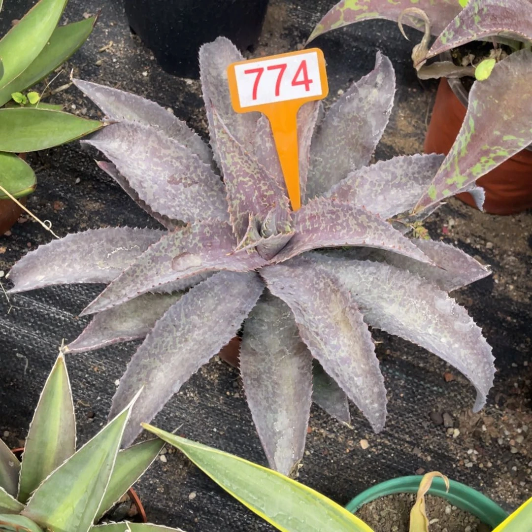 玛雅女王龙舌兰系列