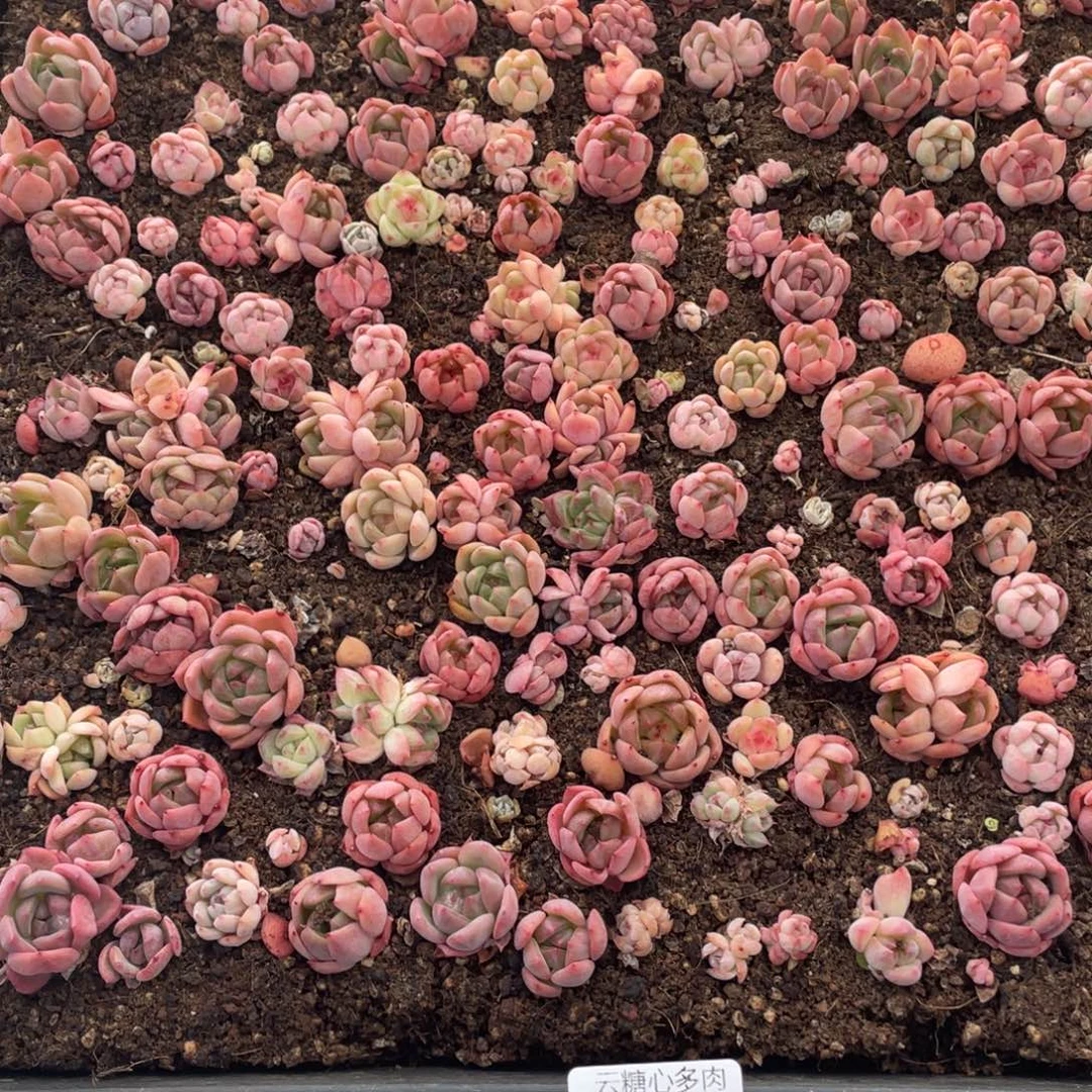 云糖心多肉植物479