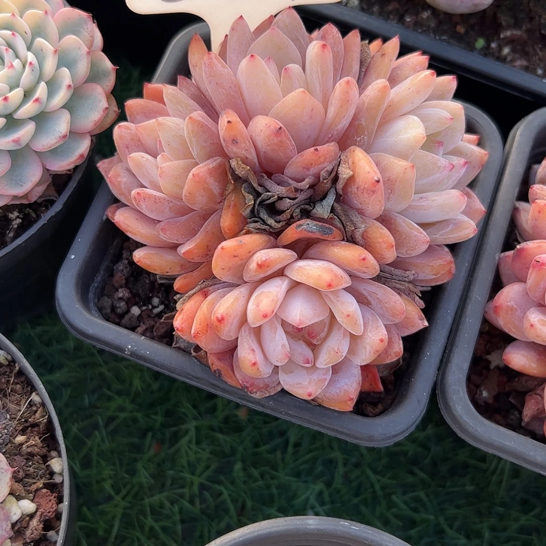 雪天使多肉植物保护