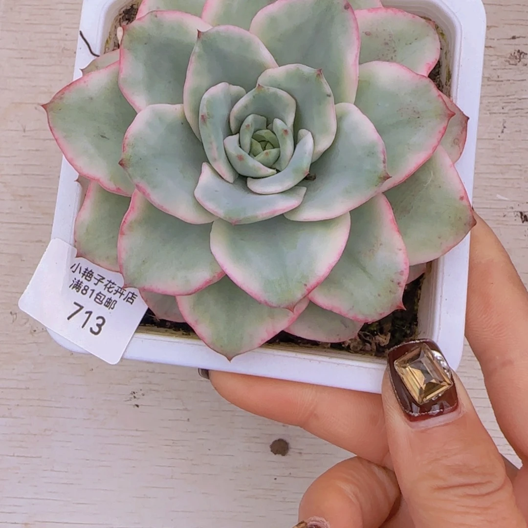 713奶油黄桃锦多肉