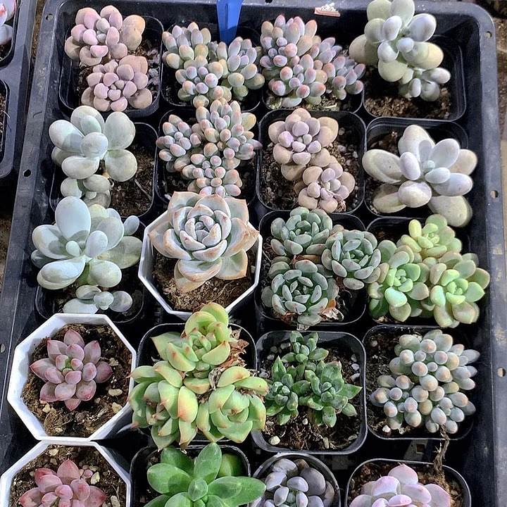 53号多肉植物园艺