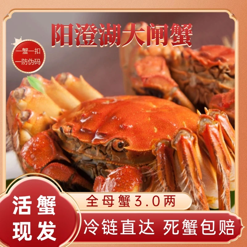 【阳澄湖大闸蟹】姑苏水乡活蟹全母蟹3.5两8-12只塘蟹礼盒装