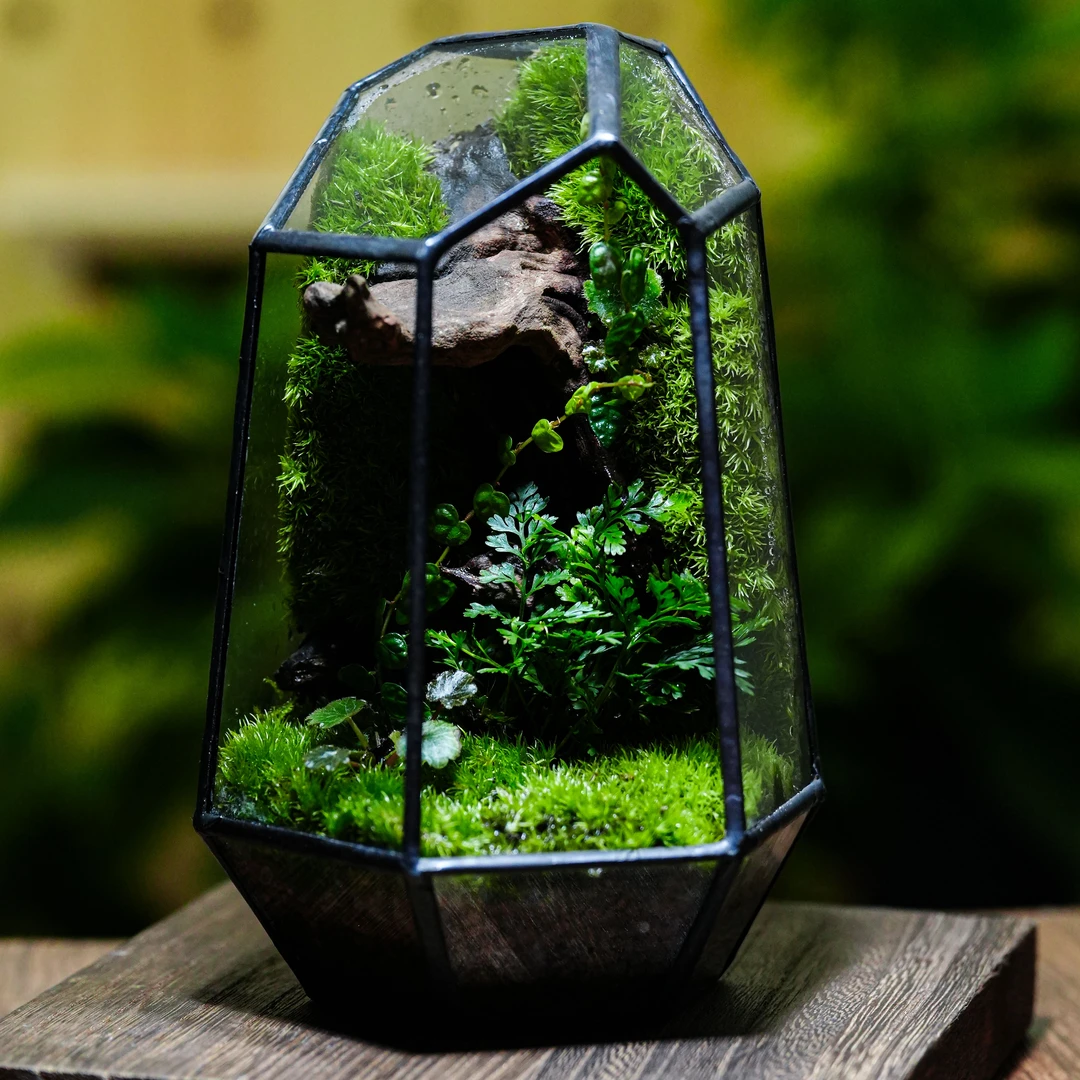 室内桌面鲜活绿植立体花园微景观