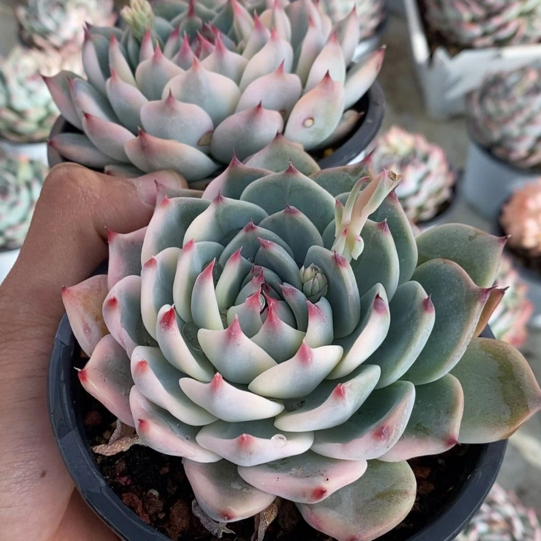 林**原吉娃娃锦多肉植物