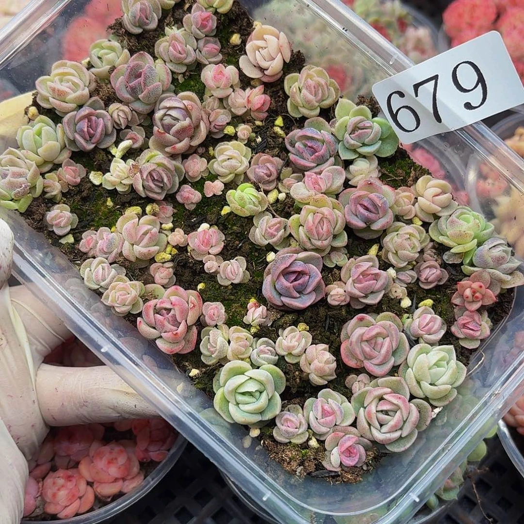 多肉植物多肉植物679