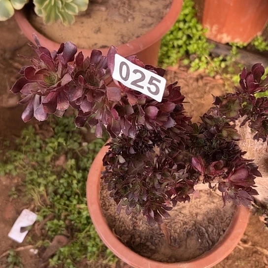 璟***多肉植物一个黑法