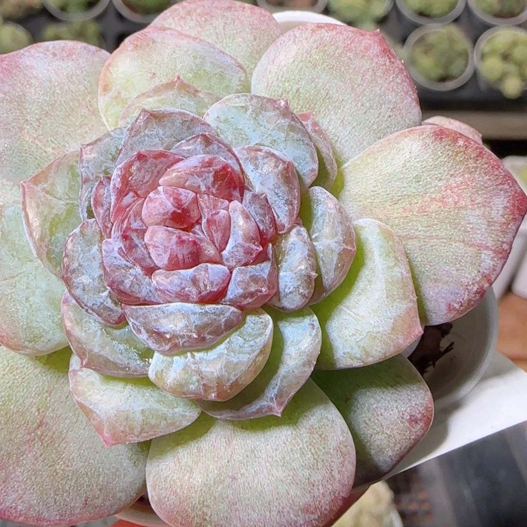 花语逸镜1104-117溏心珍妮