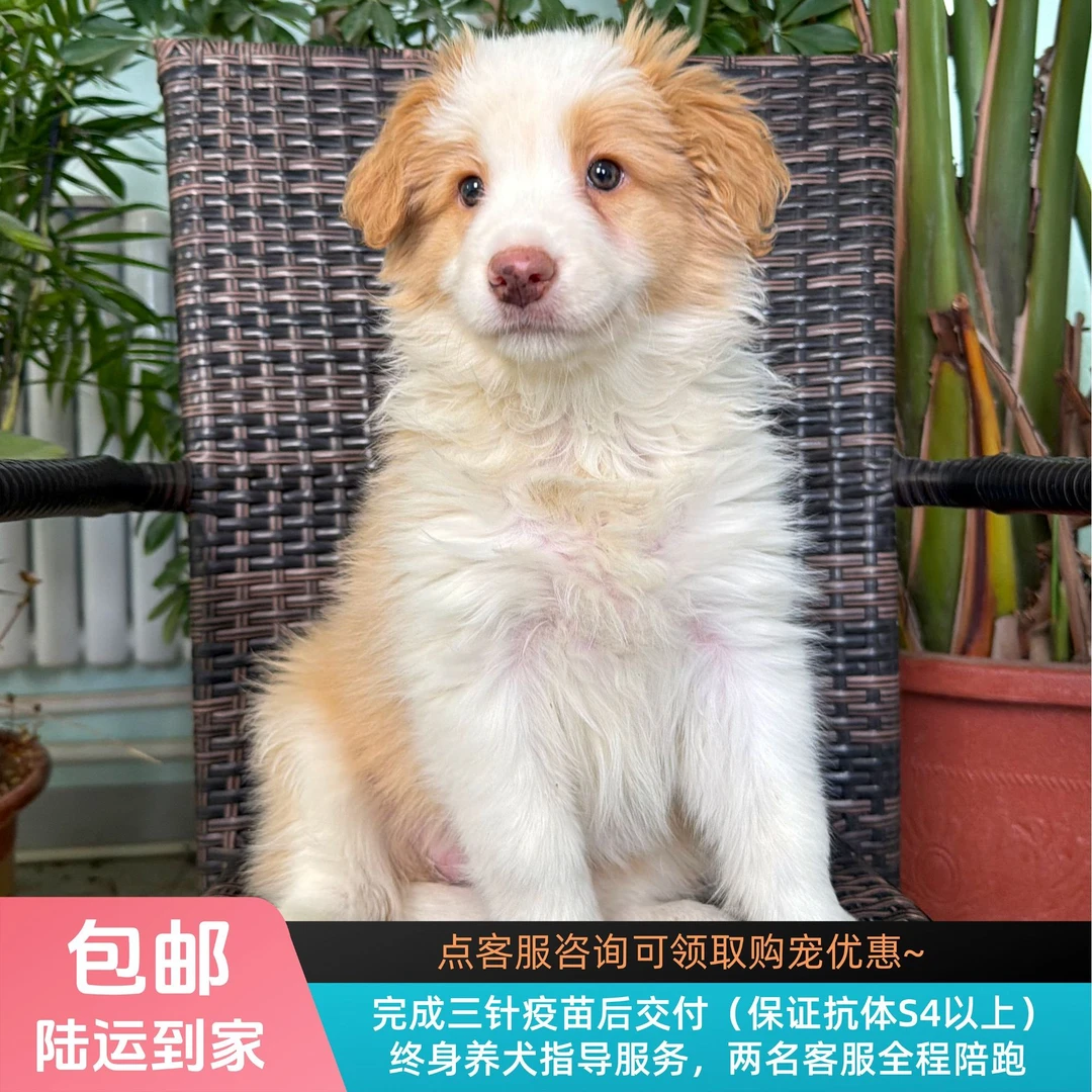 香梨-黄白色边牧妹妹纯种小狗边境牧羊犬宠物幼犬