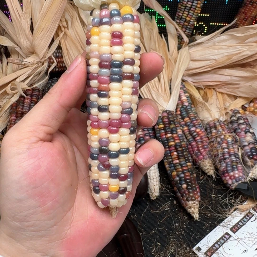 柏香籽/百香籽吊坠?****鱼