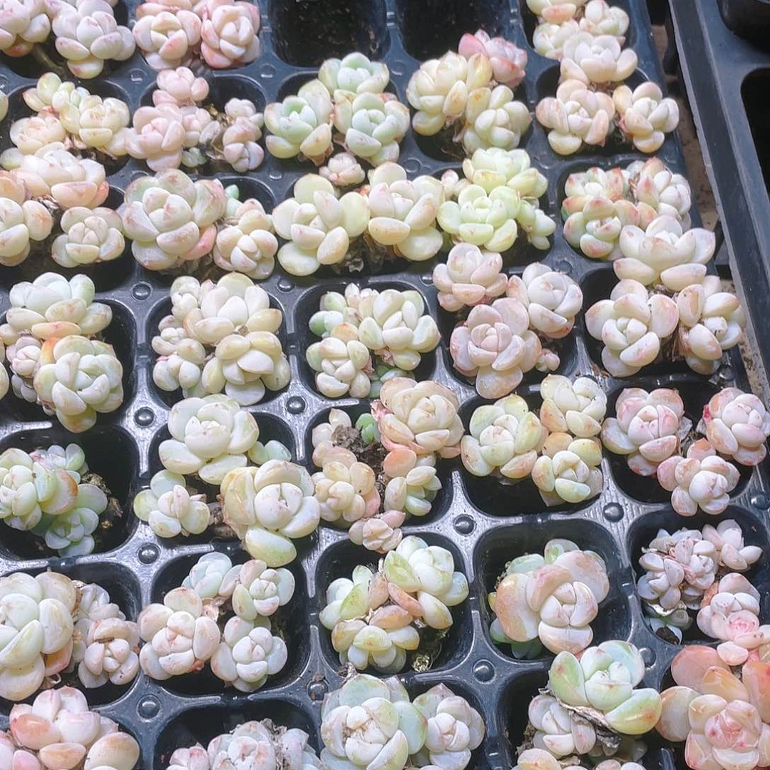 玉蝴蝶群不售后穴一个满25包邮