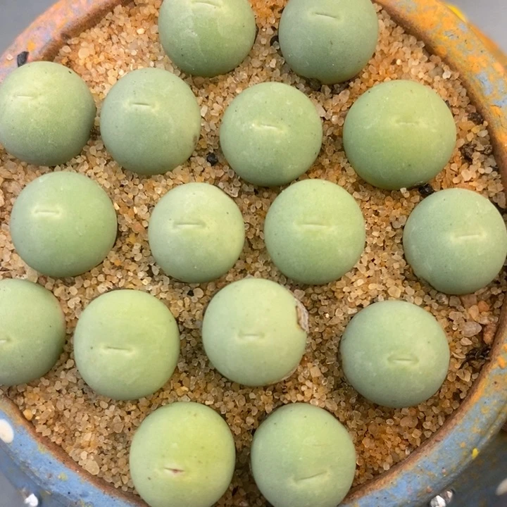 鸽子蛋1颗1厘米左右