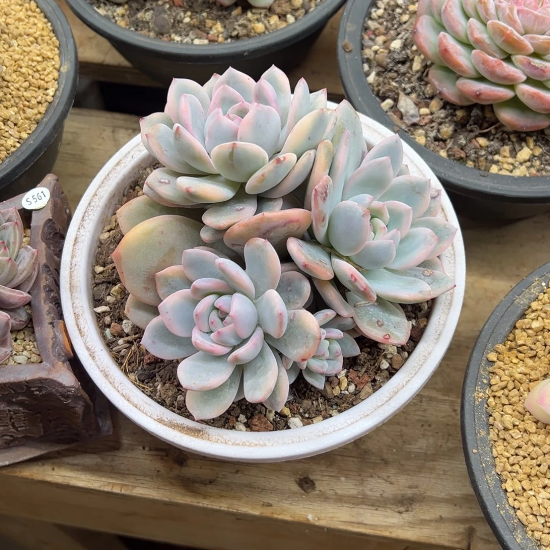 橙梦露锦 夏鸣园艺