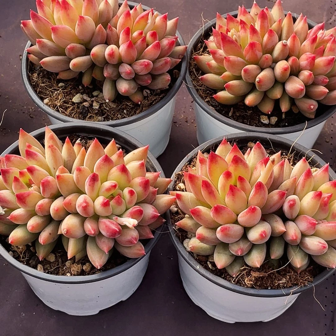 整桩无砍双头二代虞美人一颗