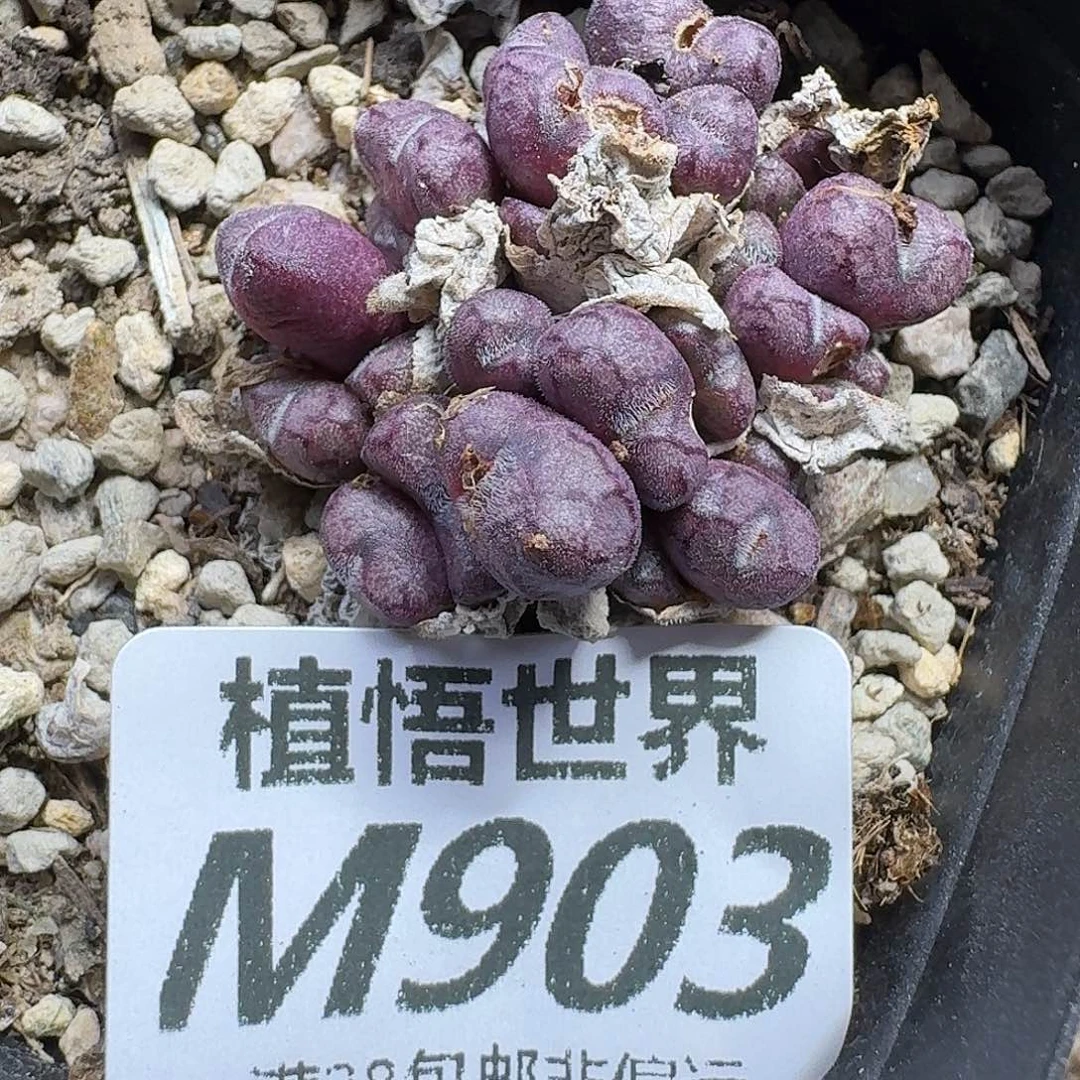 多肉植物的人生gbnn