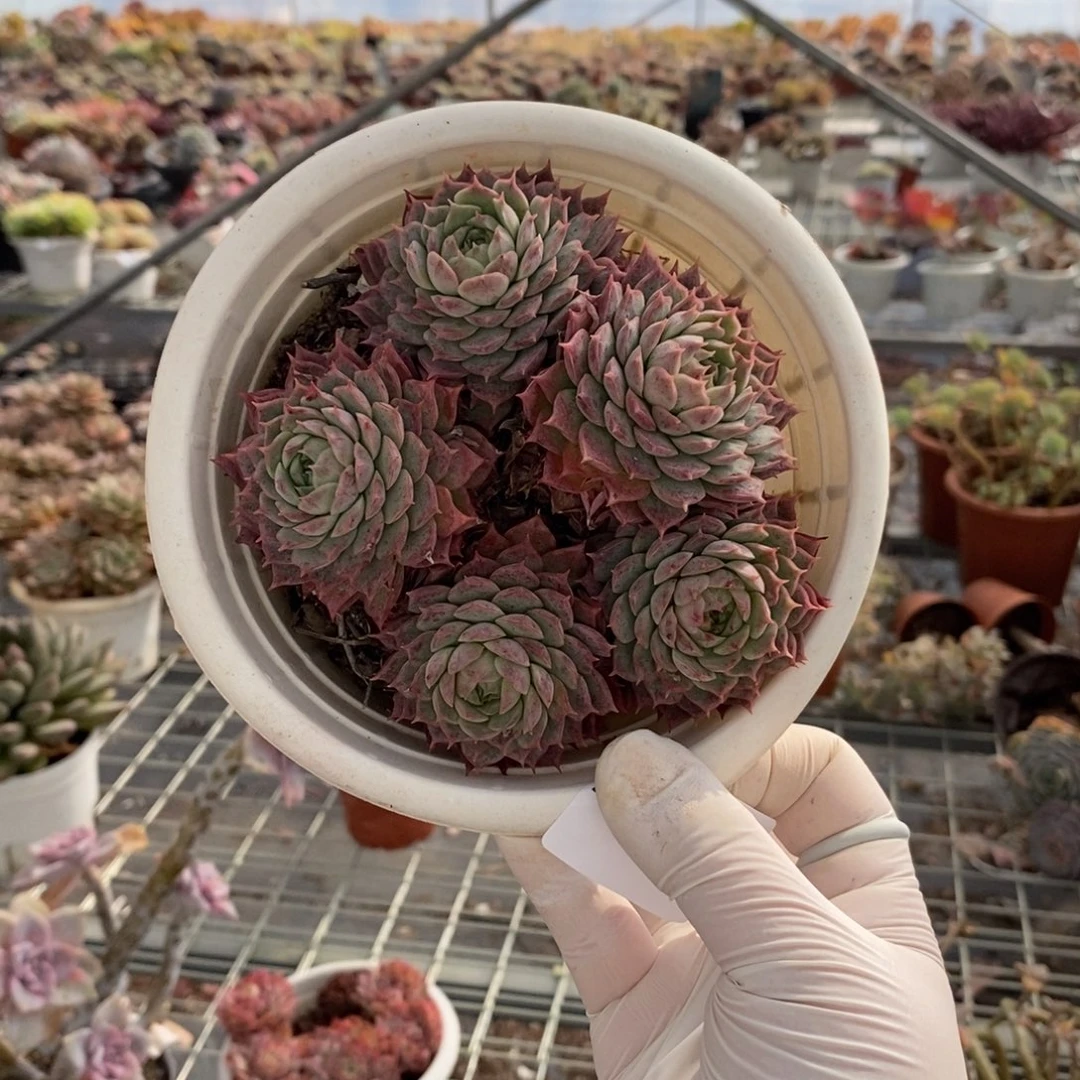 465朱砂痣一物一拍